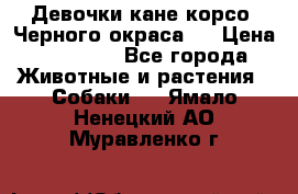 Девочки кане корсо. Черного окраса.  › Цена ­ 65 000 - Все города Животные и растения » Собаки   . Ямало-Ненецкий АО,Муравленко г.